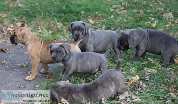 Champion new litter cane corso puppies