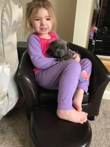 Staffordshire bull terrier puppies