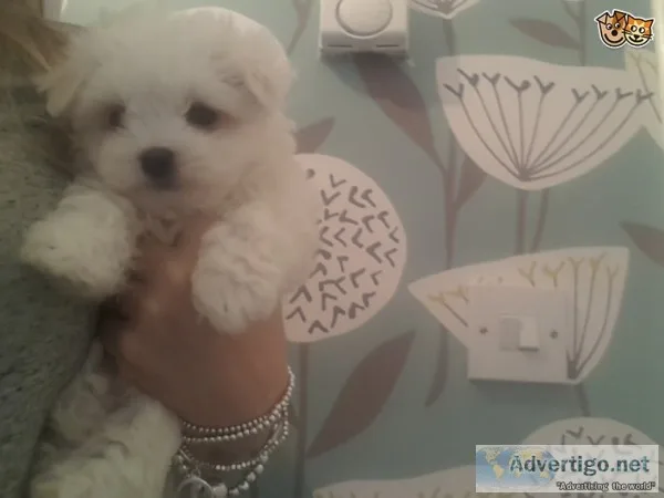 Stunning genuine maltese puppie