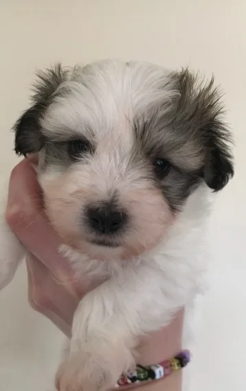 Beautiful havanese puppies for sale