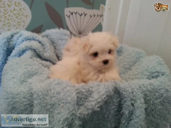 Two teacup maltese puppies 
