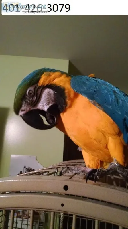 Pfhtg blue and gold macaws m/f bonded 
