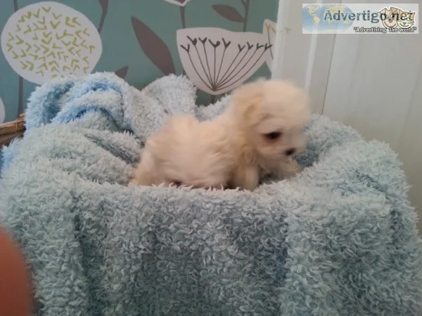Two friendly maltese puppies