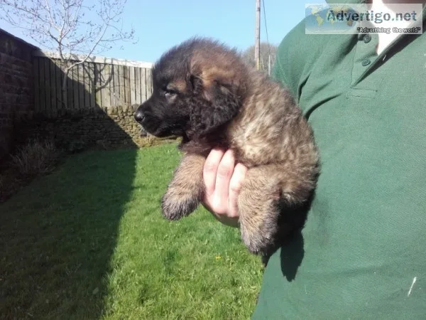 Excellent leonberger puppies for sale