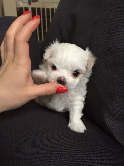 Lovely pedigree maltese puppies