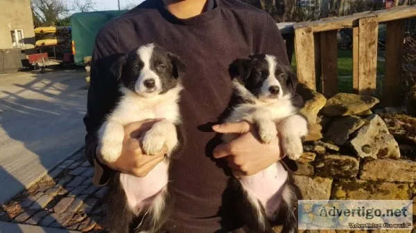 Lovely home bred border collie puppies