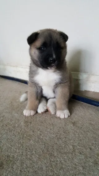 Beautiful akita puppies for sale
