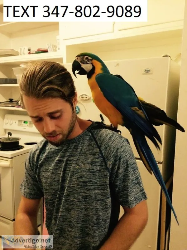 Tfr blue and gold macaws m/f healthy
