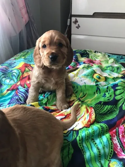 Beautiful show cocker spaniel puppies