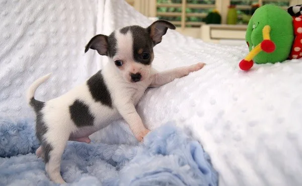Stunning chihuahua puppies