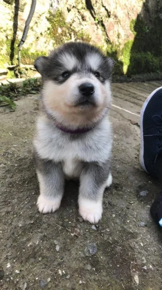 Akc registered alaskan malamute puppies