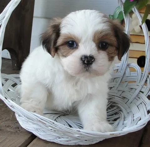 Stunning lhasapoo puppies for sale