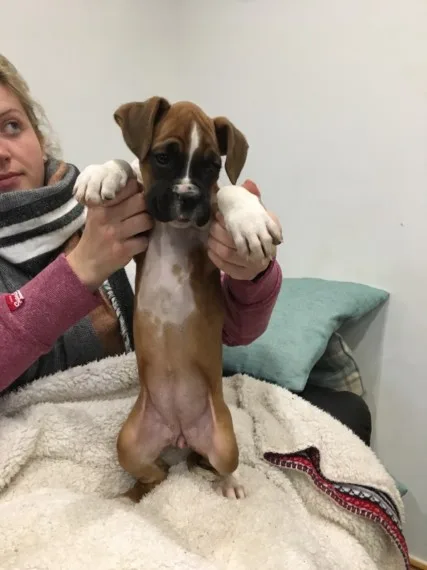 Akc reg pedigree boxer puppies for sale