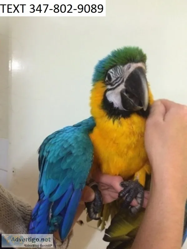 Charming blue and gold macaws m/f 