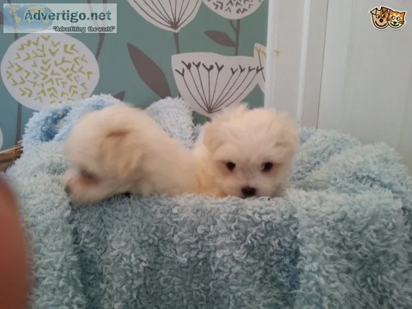 Home raised maltese puppies