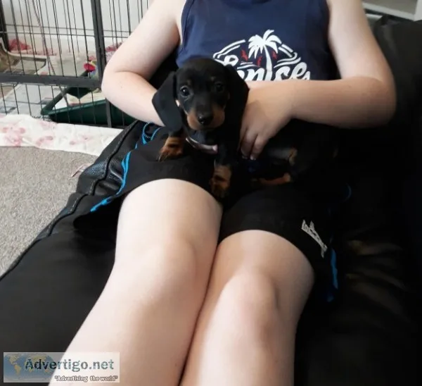 Amazing pure dachshund puppies for sale