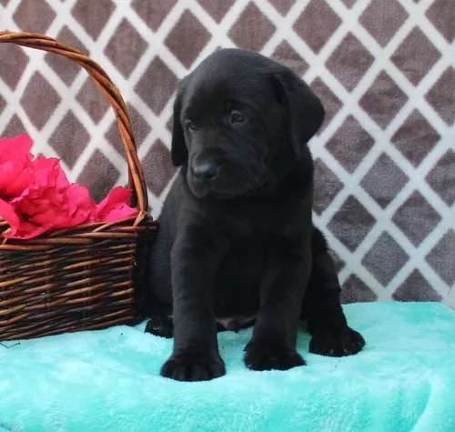 Energetic labrador retriever