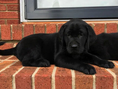 Gorgeous labrador puppy for sale