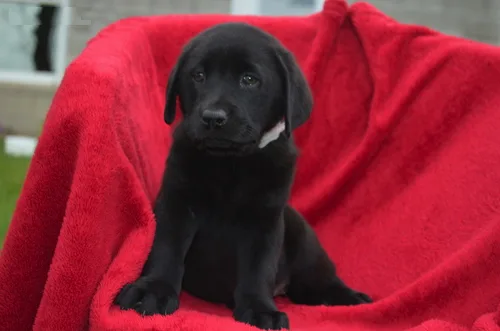 Outstanding labrador puppies