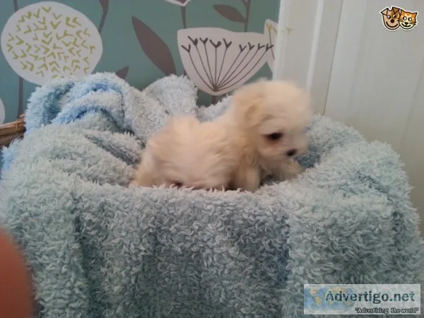 Trained maltese puppies available