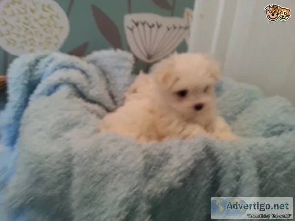 Two friendly maltese puppies