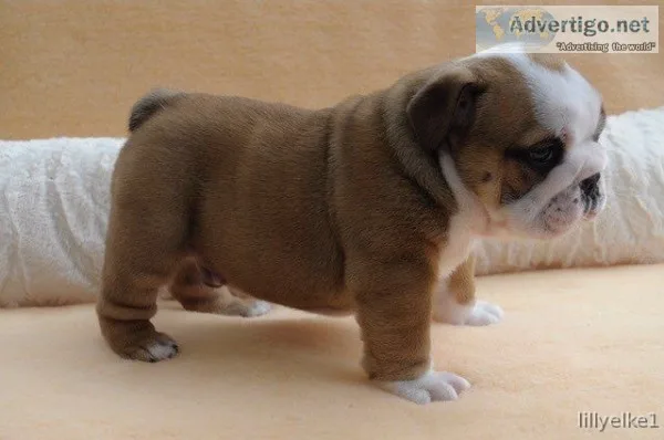 100% pure english bulldog puppies and kc