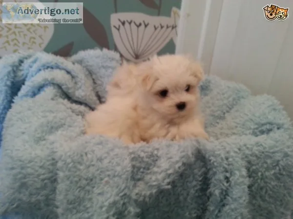 Pedigree maltese puppies