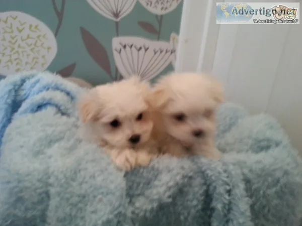 Sweet & playful maltese puppies for adop