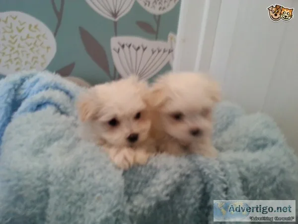 Lovely 12 weeks old maltese puppies