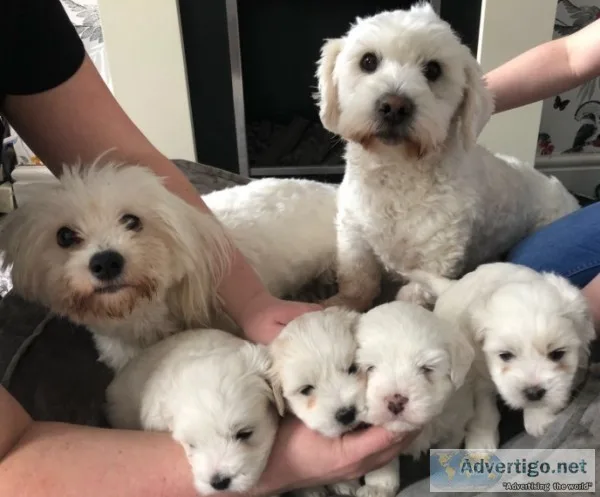 Ready now akc coton pedigree puppies