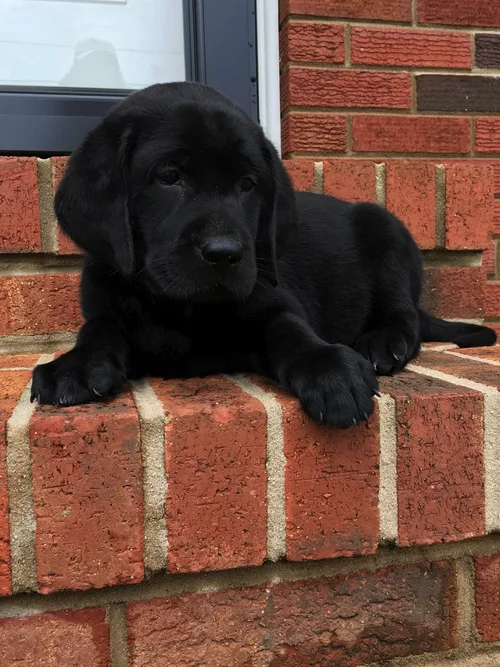 Black labrador puppy for sale