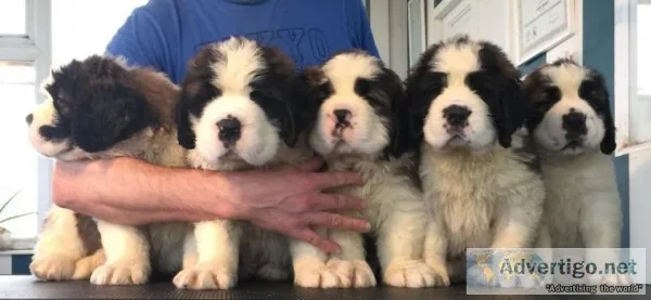 Quality saint bernard puppies for sale