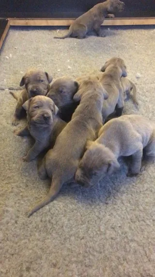 Akc registered fawn great dane puppies