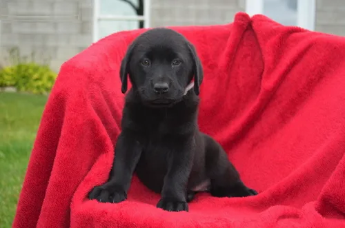 Labrador retriever puppies for sale