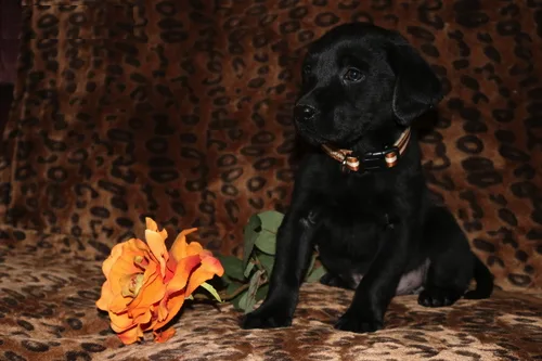 Charming labrador retriever puppies