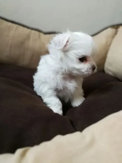 Apple-head maltese puppies