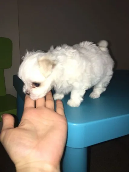 cute maltese puppies