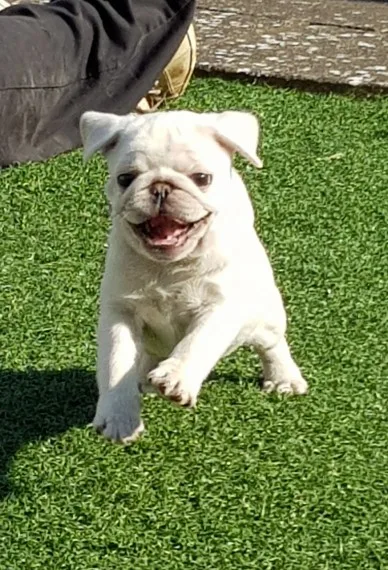 Ks adorable pug pups for rehomed