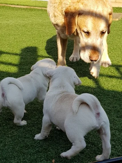Km adorable pug pups for rehomed