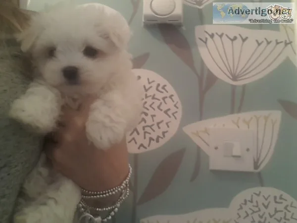 Sweet & playful maltese puppies for adop