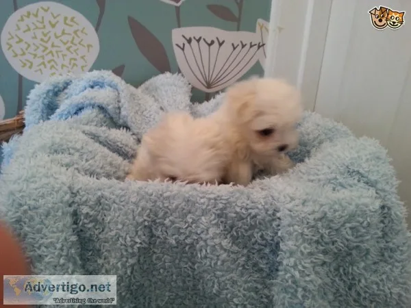 Adorable maltese puppies