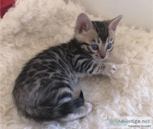 Female pedigree bengal kitten