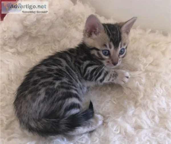 Female pedigree bengal kitten