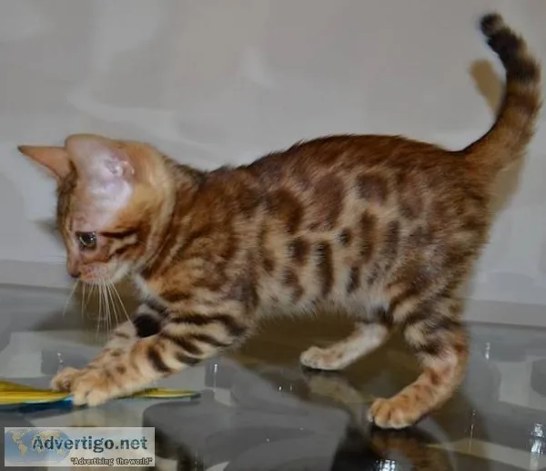 Quality, happy and healthy bengal kitten