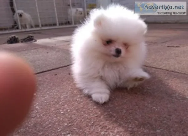 Awesome t-cup pomeranian pups