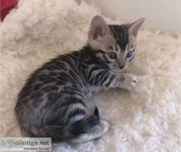 Female pedigree bengal kitten