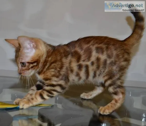 Quality, happy and healthy bengal kitten