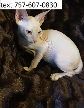 Gftr sphynx beautiful m/f kittens