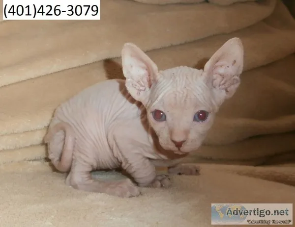 Pfgfd sphynx friendly m/f kittens 