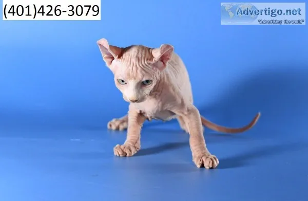 Wdgr sphynx hairless kittens m/f